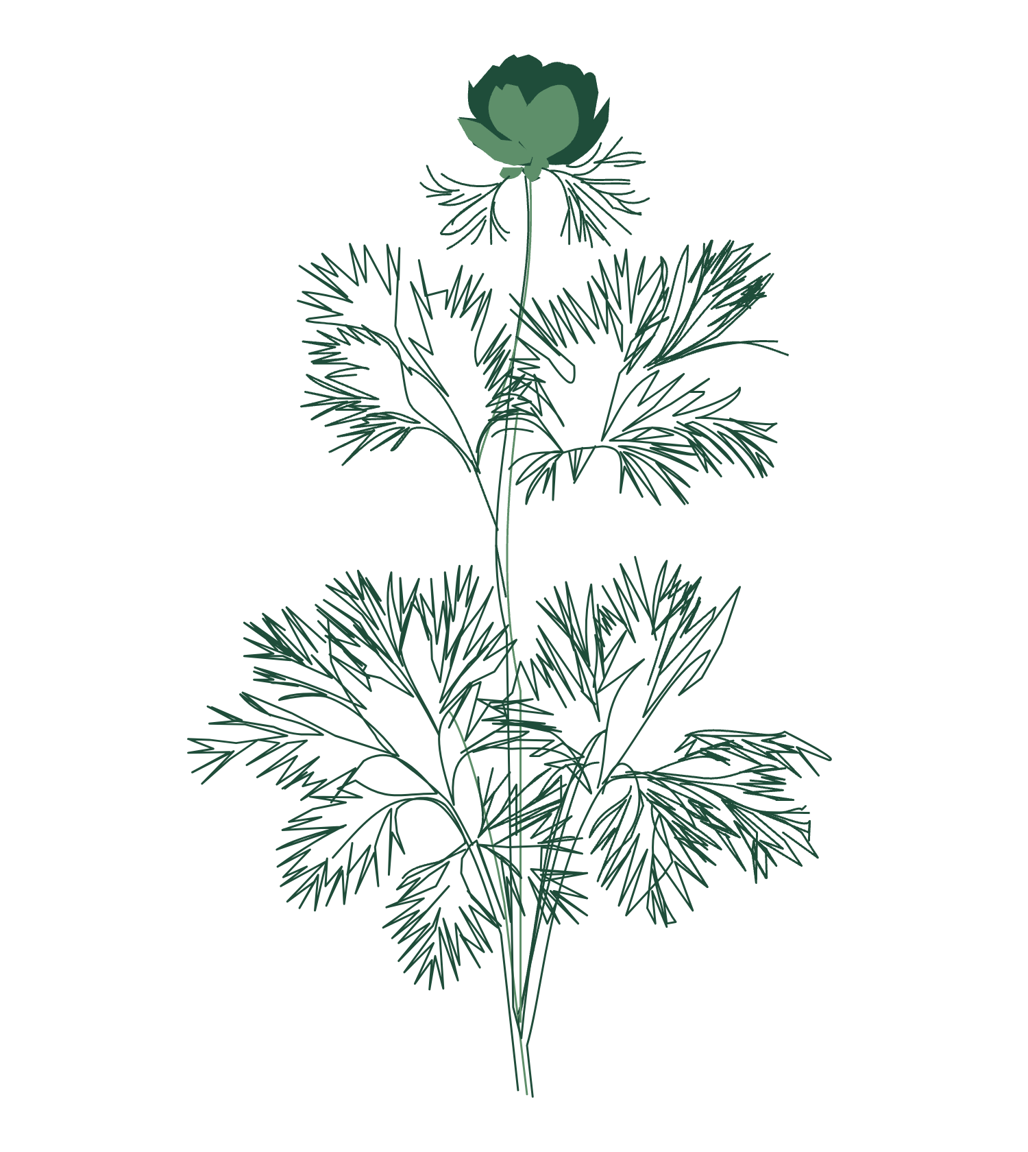 Ботаническая иллюстрация Paeonia tenuifolia